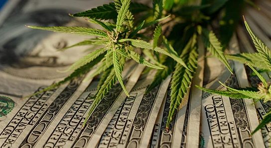 Cannabis cash l4sb blog